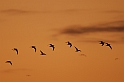 Black-tailed godwit flock at sunset - J